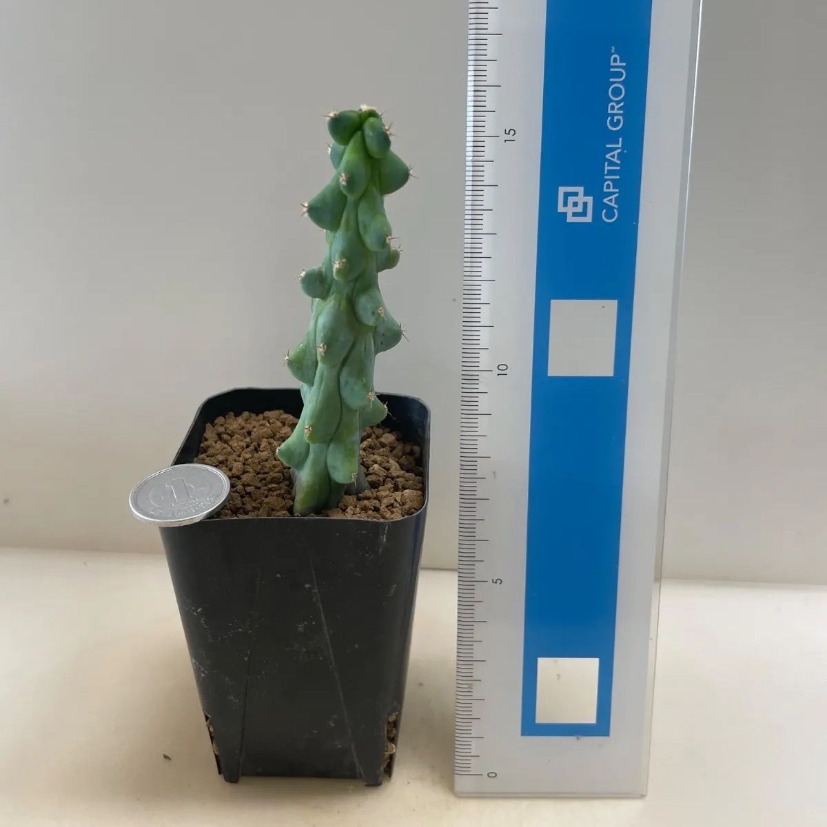 多肉植物　竜神木錦抜き苗 多肉植物 竜神木 福禄(レア) 抜き苗 根付き - メルカリ