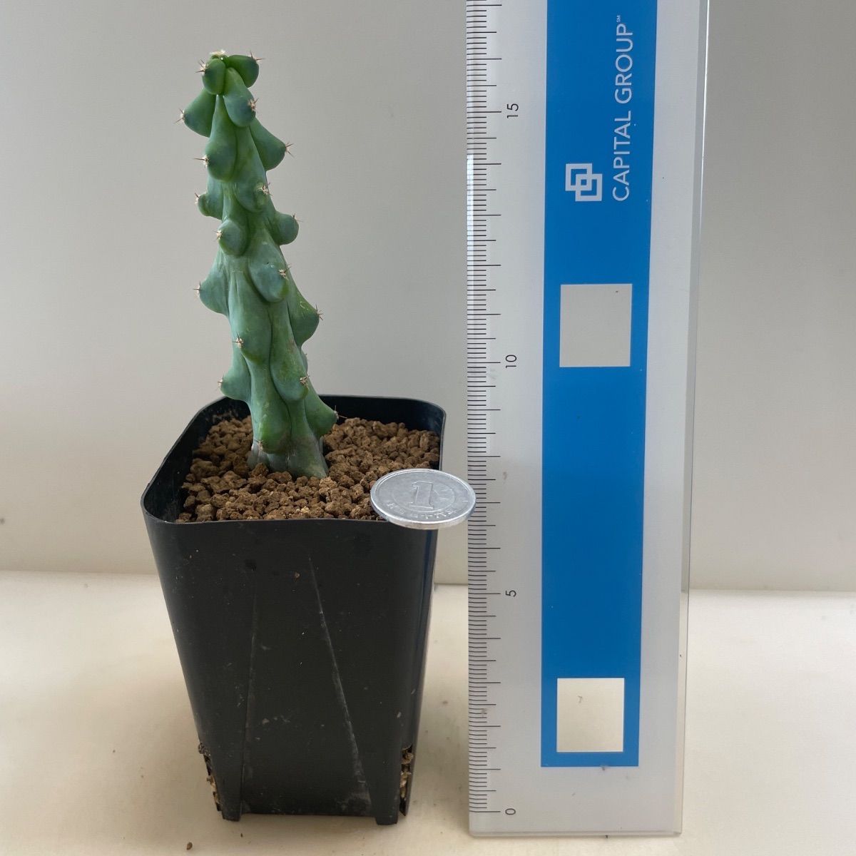 多肉植物　竜神木錦抜き苗 多肉植物 竜神木 福禄(レア) 抜き苗 根付き - メルカリ
