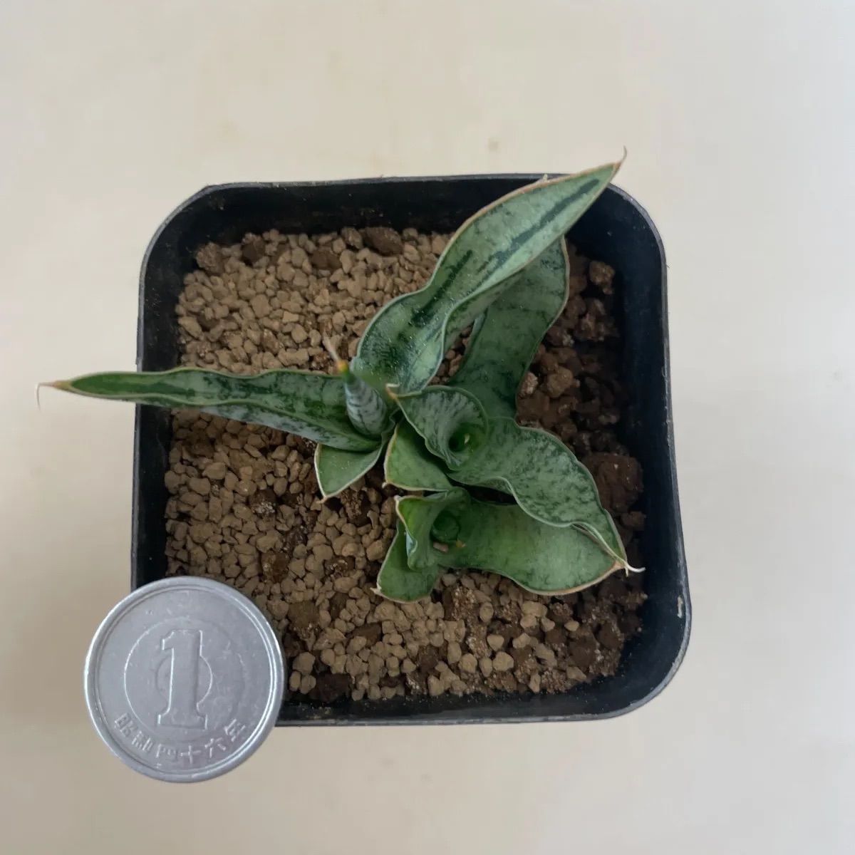 多肉植物 サンスベリア カシー(2本植え＊ レア) 抜き苗 根付き - メルカリ