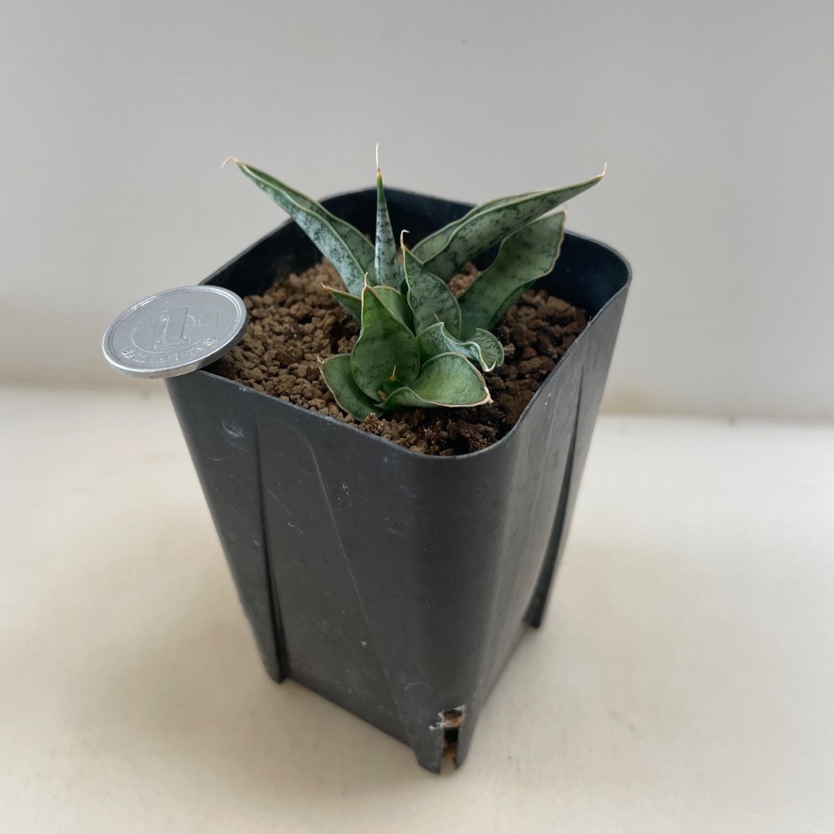 多肉植物 サンスベリア カシー(2本植え＊ レア) 抜き苗 根付き - メルカリ