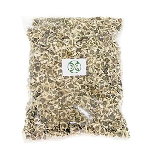 モリンガ 種 分かりやすい栽培方法付き プランター植え可 種まき時期４月?８月 (550g)(沖縄・離島の方発送不可）) cc64d03a