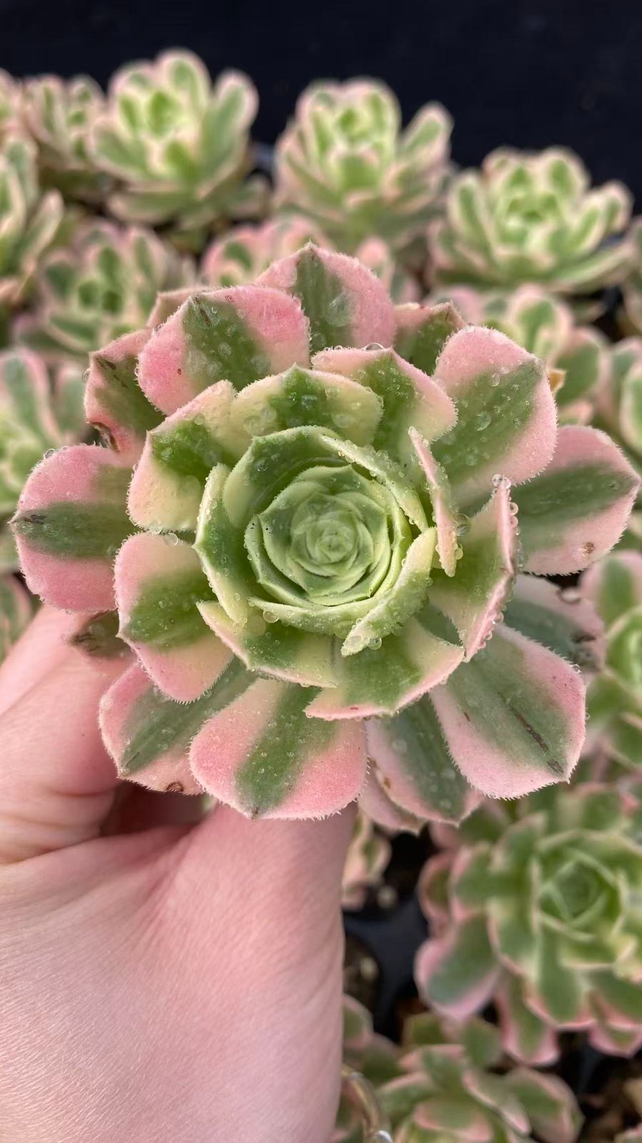 新入荷マイバッハ×50苗 X1028土付き 多肉植物 詰め合わせ アエオニウム エケベリア サボテン 韓国苗