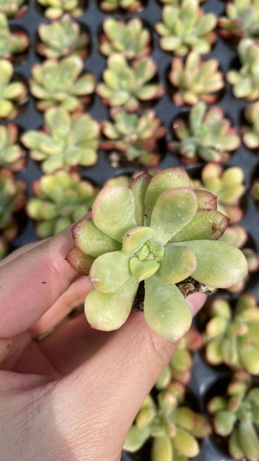 新入荷ディンドンキン×105苗 X1014土付き 多肉植物 詰め合わせ アエオニウム エケベリア サボテン 韓国苗