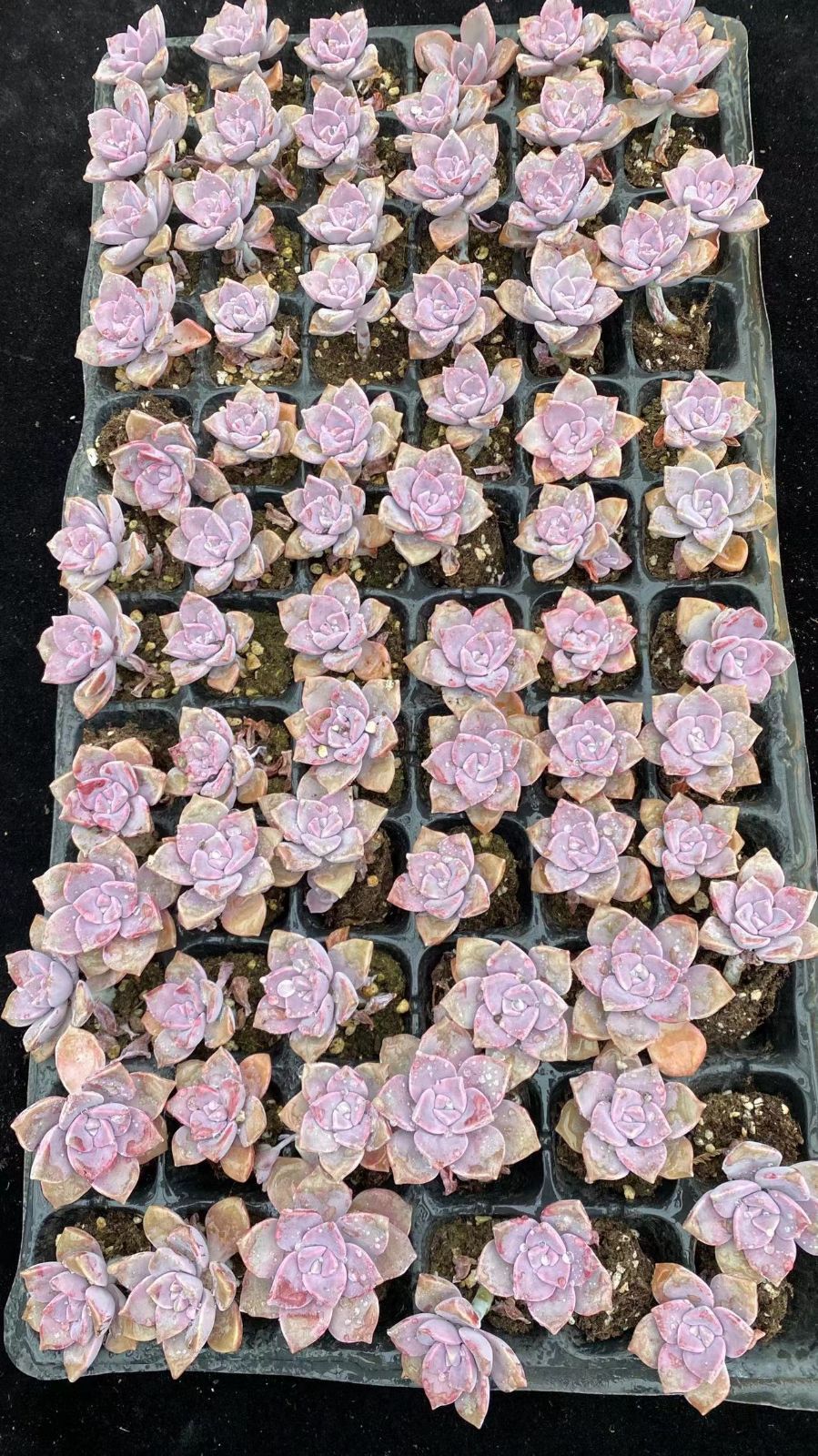 新入荷シラク×72苗 X989土付き 多肉植物 詰め合わせ アエオニウム
