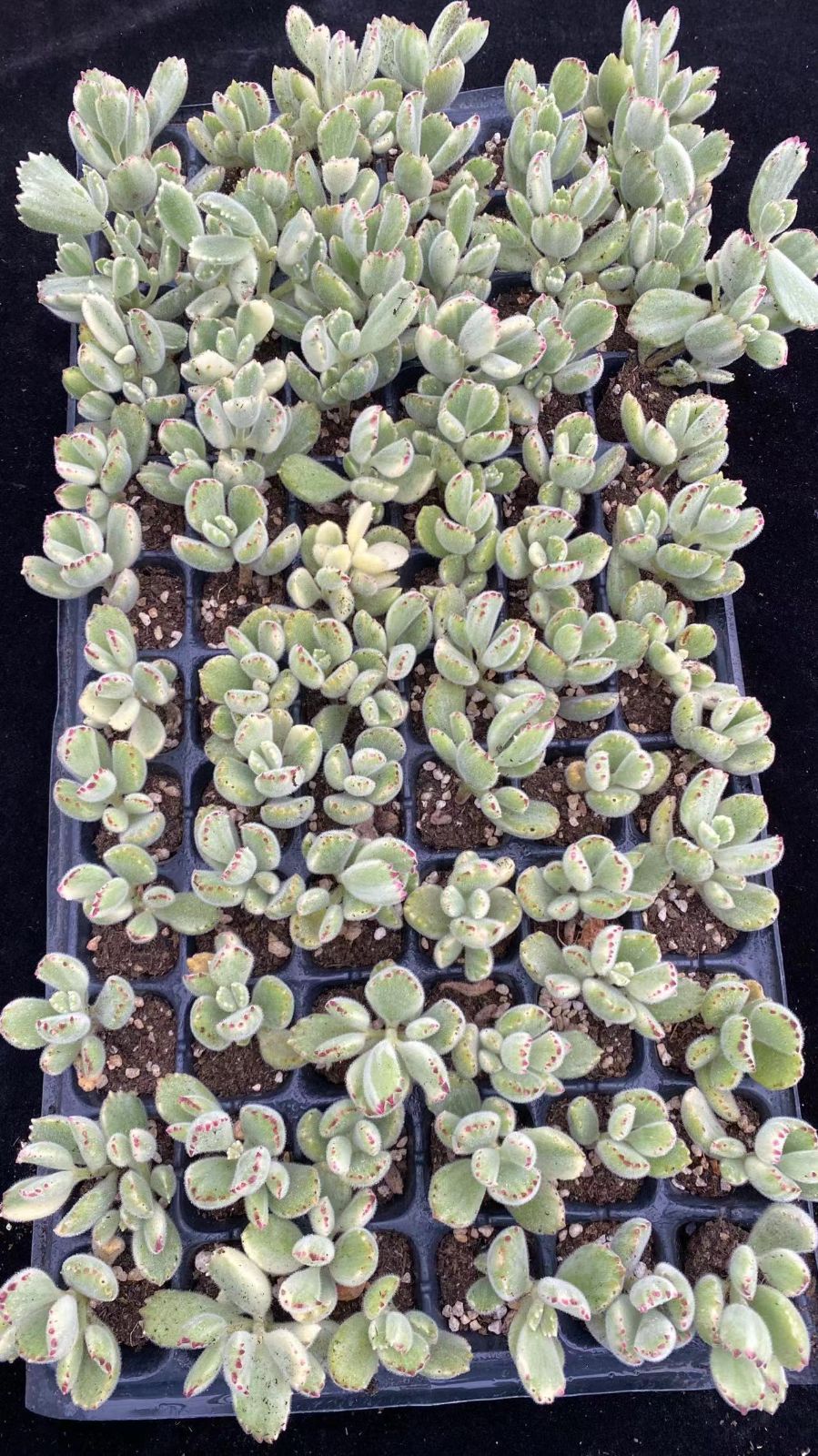 新入荷シロクマ×72苗 X984土付き 多肉植物 詰め合わせ アエオニウム