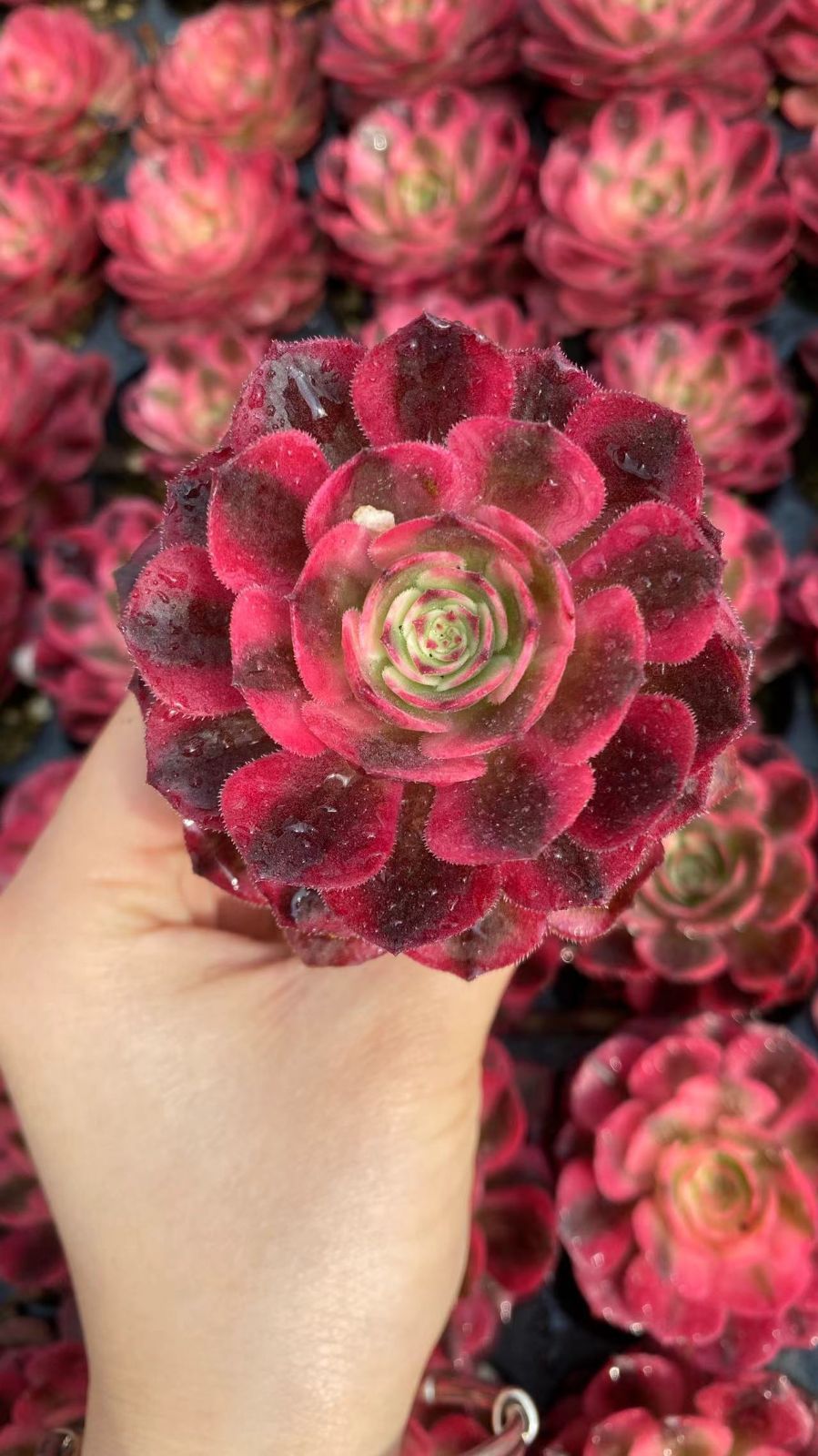 新入荷ライチ×50苗 X961土付き 多肉植物 詰め合わせ アエオニウム エケベリア サボテン 韓国苗