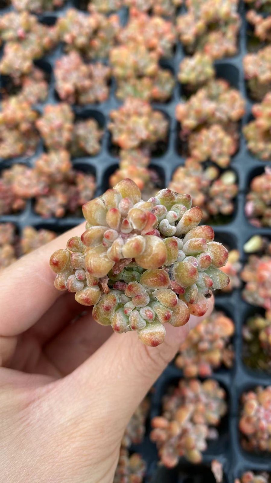 新入荷レッドビーン×105苗 X942土付き 多肉植物 詰め合わせ アエオニウム エケベリア サボテン 韓国苗