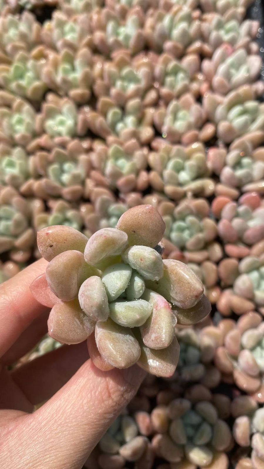 新入荷ハンハンル×128苗 X912土付き 多肉植物 詰め合わせ アエオニウム エケベリア サボテン 韓国苗