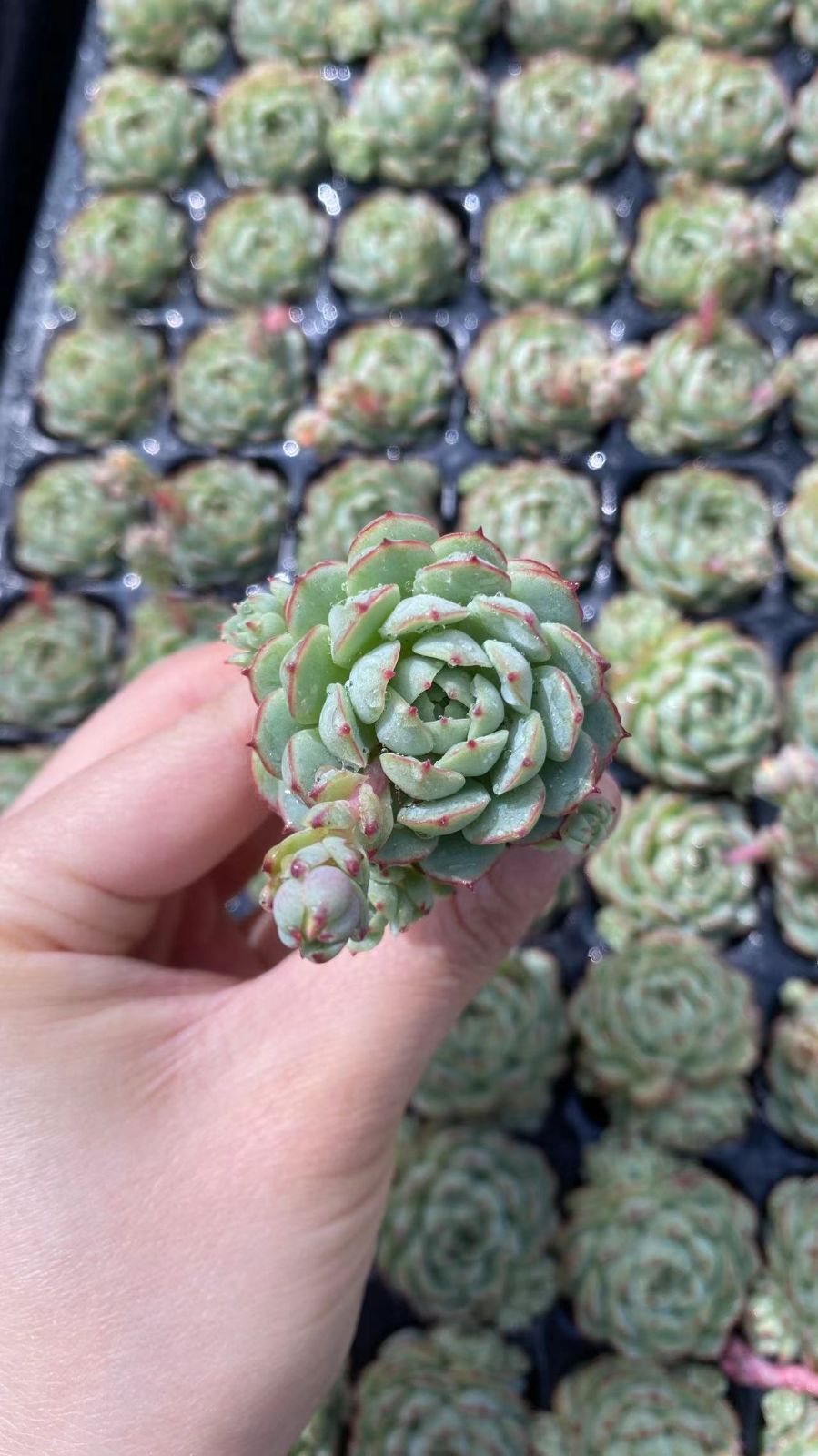 新入荷ショウコウセン×128苗 X875土付き 多肉植物 詰め合わせ アエオニウム エケベリア サボテン 韓国苗