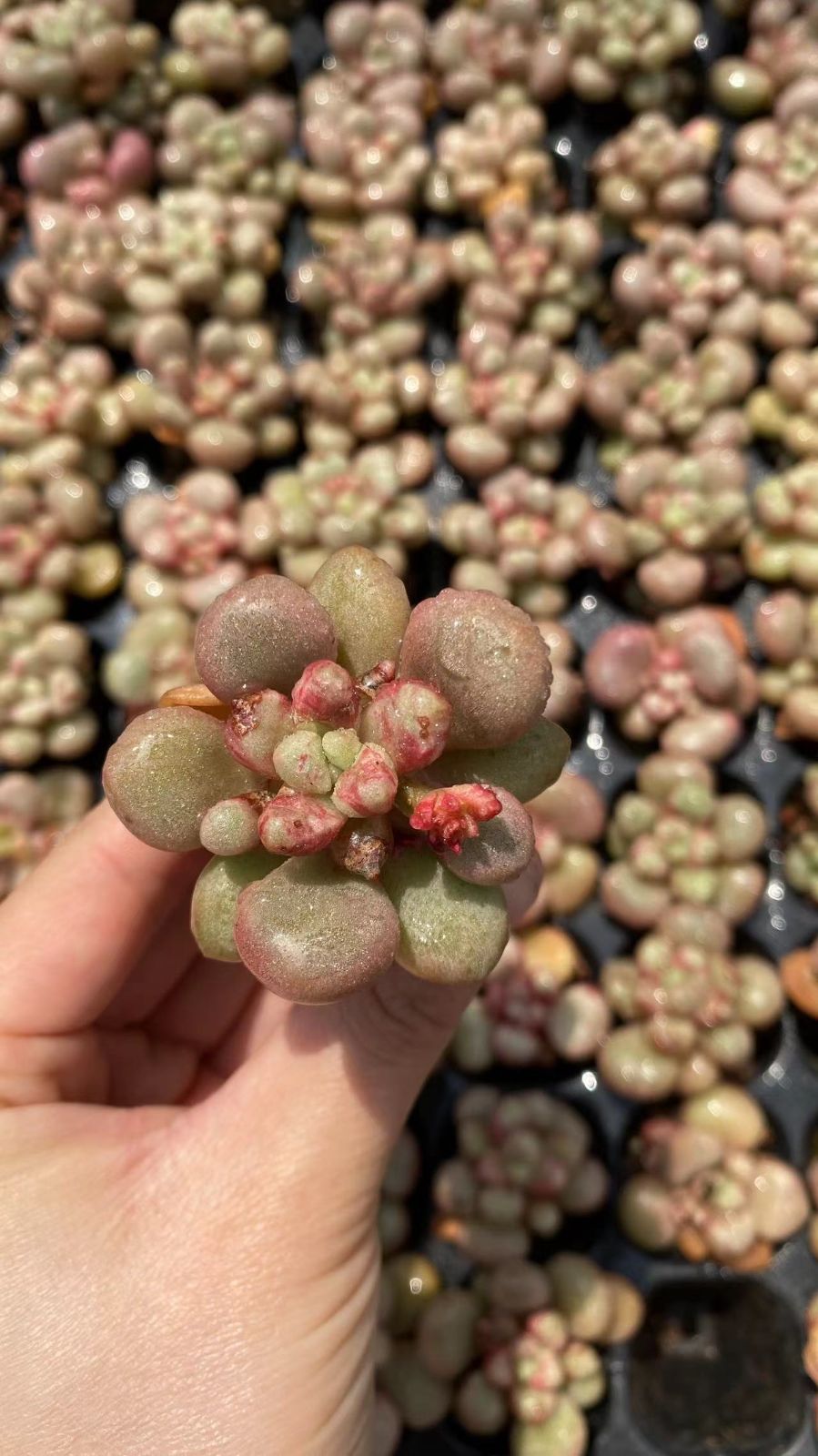 新入荷アバンギャルド×105苗 X788土付き 多肉植物 詰め合わせ アエオニウム エケベリア サボテン 韓国苗
