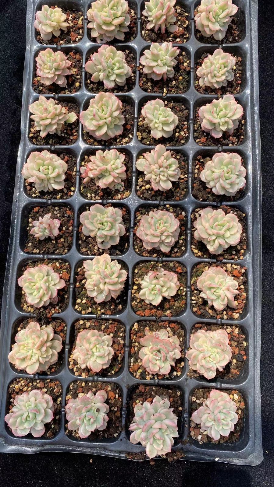 新入荷タンゴニシキ×32苗 X780土付き 多肉植物 詰め合わせ