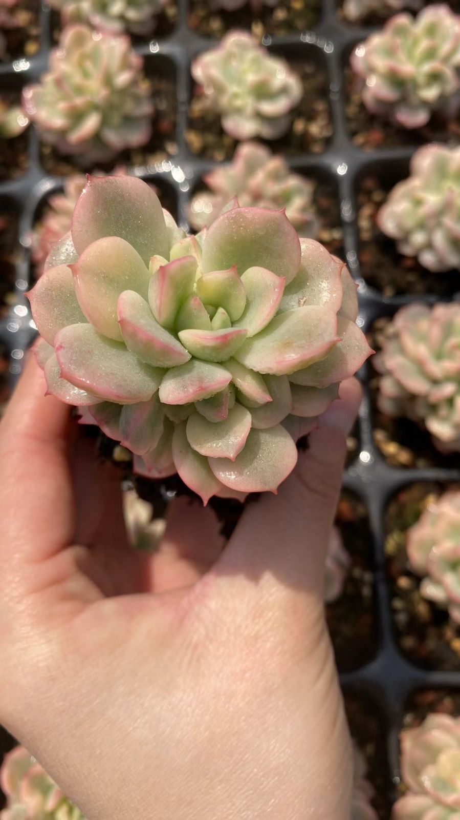 アエオニウム　韓国苗　オクス　多肉植物　ポコ多肉 新入荷タンゴニシキ×32苗 X780土付き 多肉植物 詰め合わせ