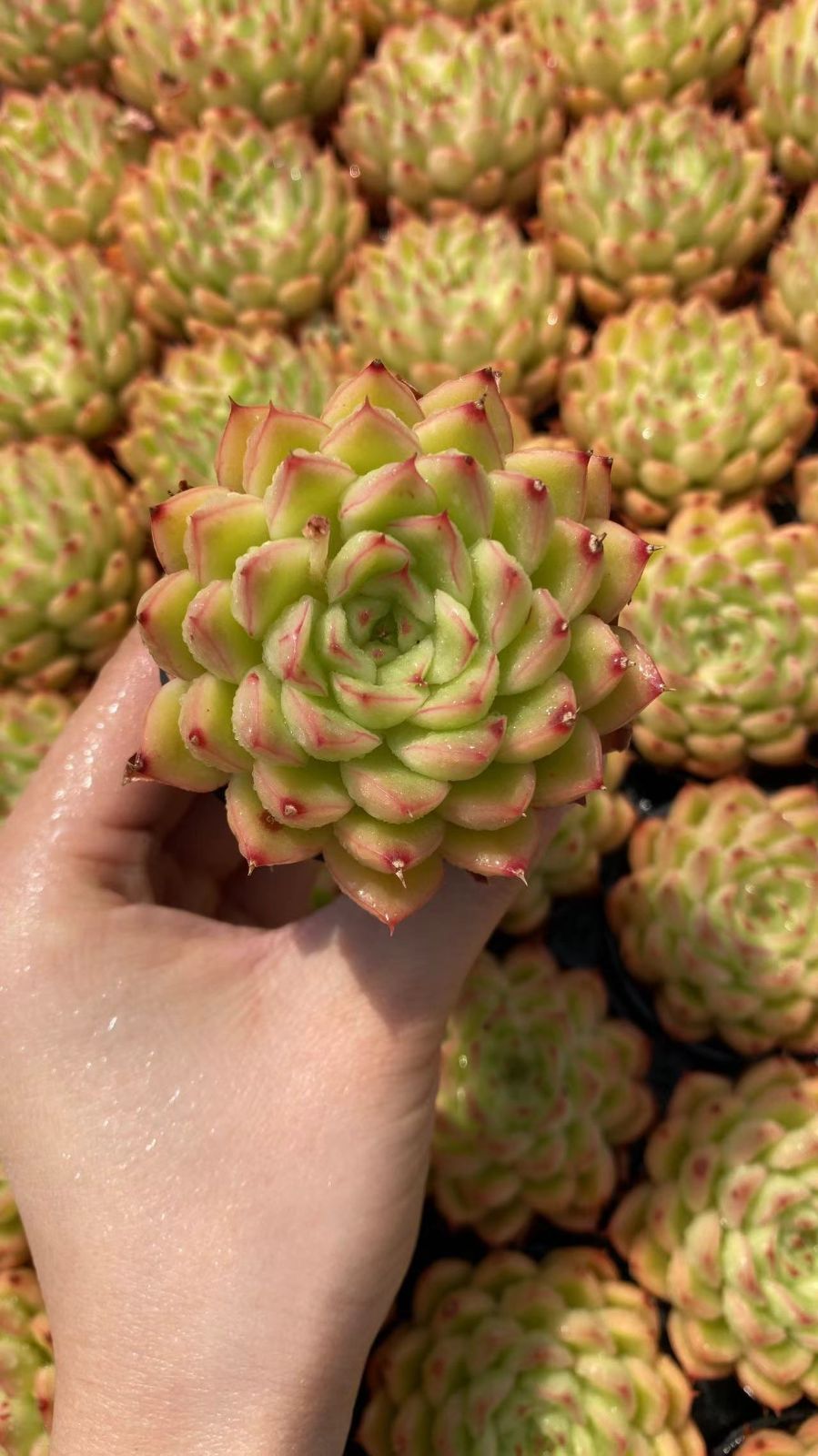 新入荷フラッシュ×54苗 X766土付き 多肉植物 詰め合わせ アエオニウム エケベリア サボテン 韓国苗