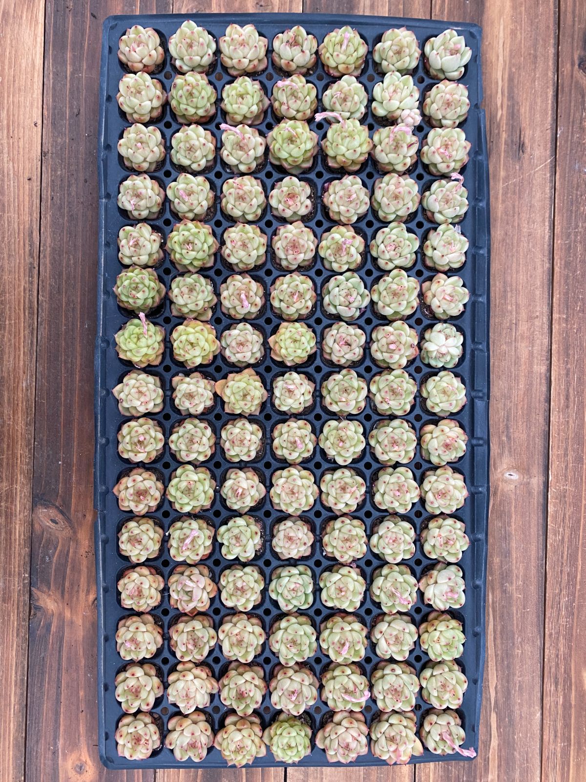 新入荷グリーンダイヤ×105苗 X647土付き 多肉植物 詰め合わせ アエオニウム エケベリア サボテン 韓国苗