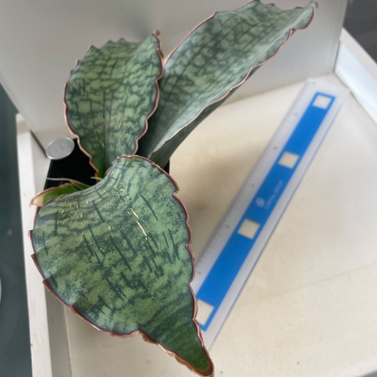 多肉植物 サンスベリア キルキーシルバーブルー(大＊レア) 抜き苗