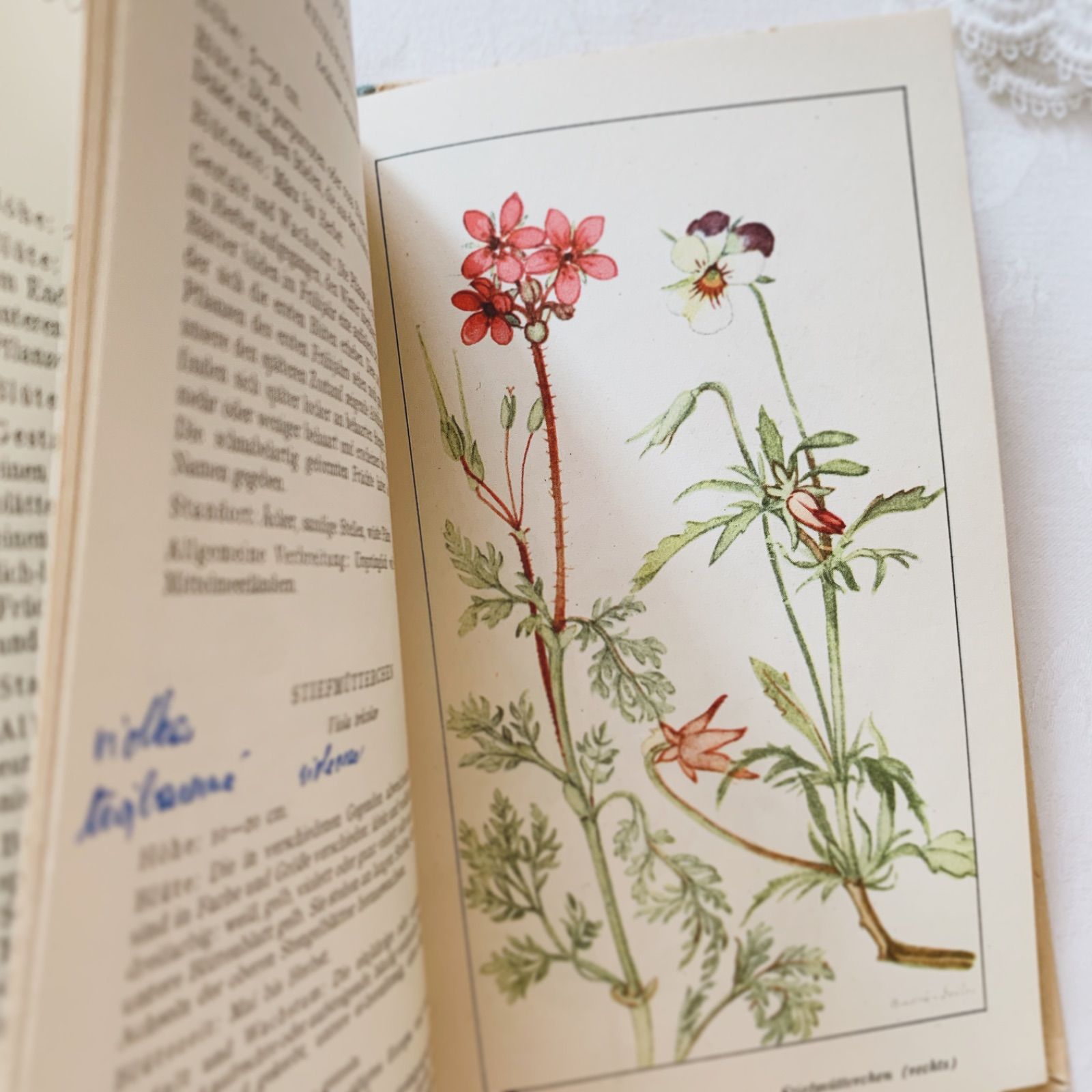 優しい風合いのビンテージ植物本 -春の花-Frühjahrsblumen ボタニカル