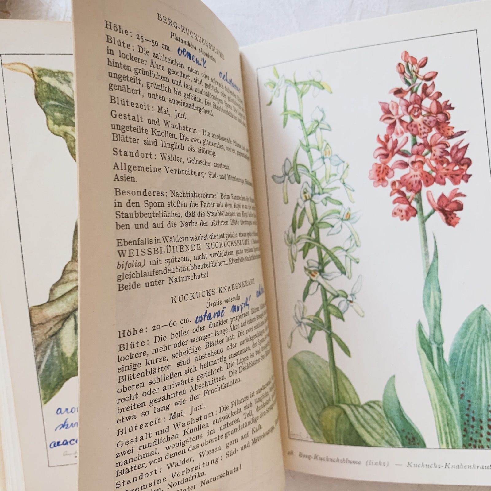 優しい風合いのビンテージ植物本 -春の花-Frühjahrsblumen ボタニカル
