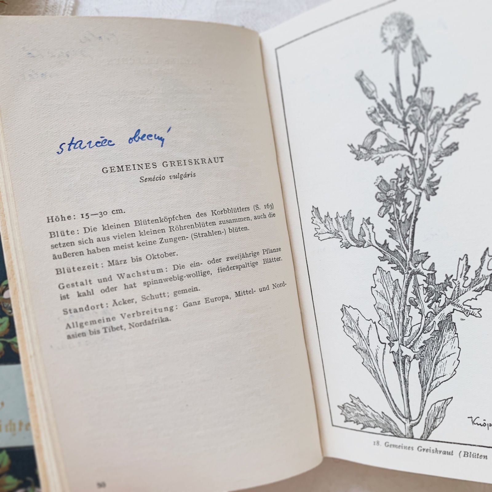 優しい風合いのビンテージ植物本 -春の花-Frühjahrsblumen ボタニカル