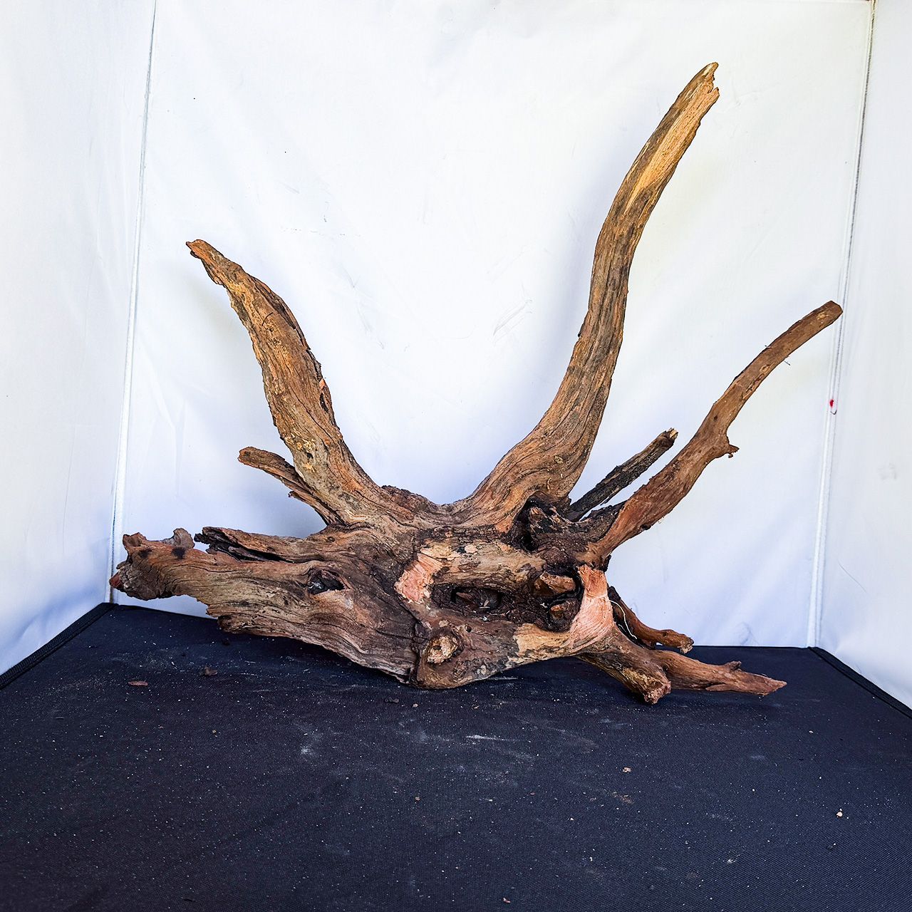 【唯一無二の造形美を誇るプレミアムな一点物】ディープホーンウッド/Deep Hornwood #大型【H0044】