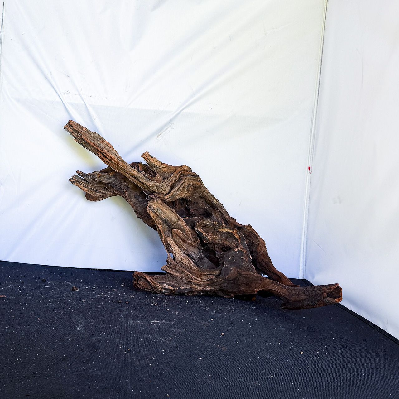 【悠久の時を感じさせる風化した質感の極上素材】ディープホーンウッド/Deep Hornwood #大型【H0045】
