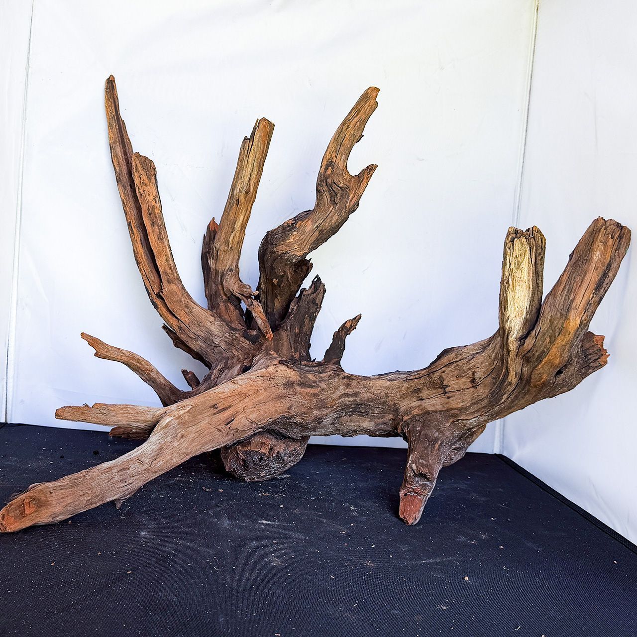 【自然が描いた曲線美、レイアウトの主役を担う風格】ディープホーンウッド/Deep Hornwood #大型【H0049】