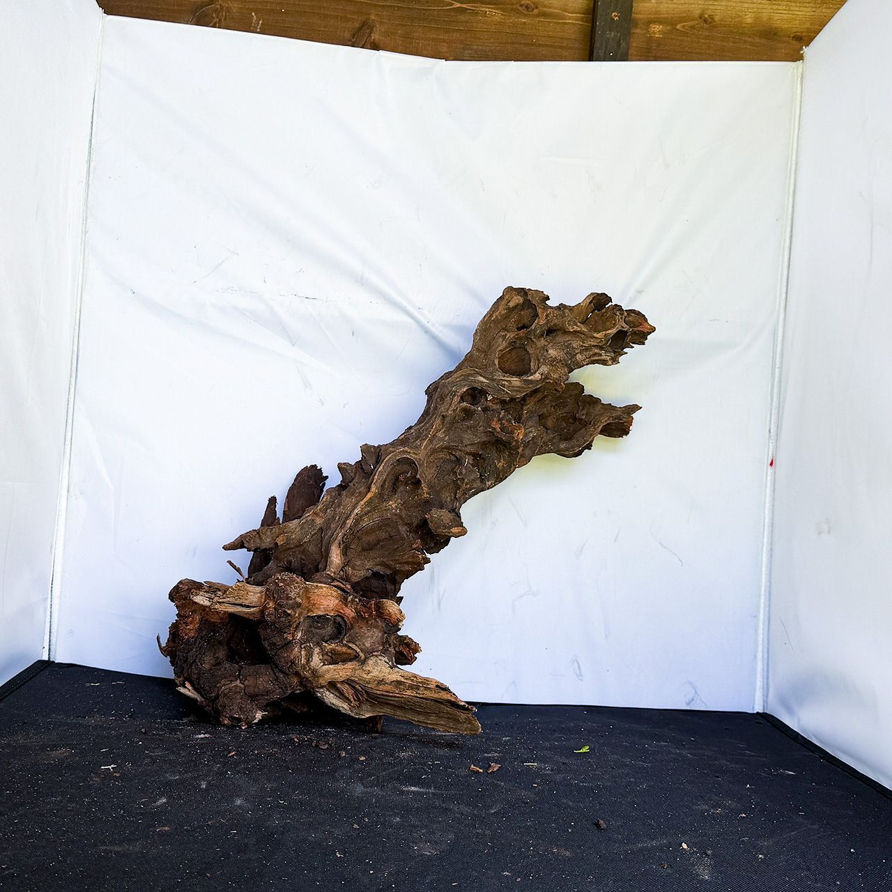 【水草の活着を助ける荒々しく野性味のある樹皮】ディープホーンウッド/Deep Hornwood #大型【H0058】 15,478円