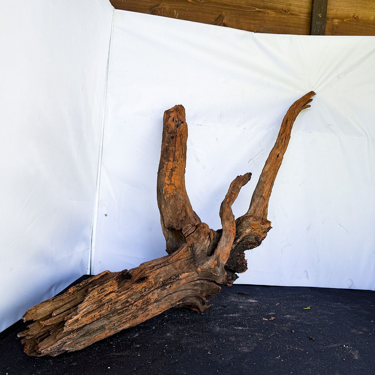 【奥行きと高低差を同時に生み出す立体的な造形】ディープホーンウッド/Deep Hornwood #大型【H0060】