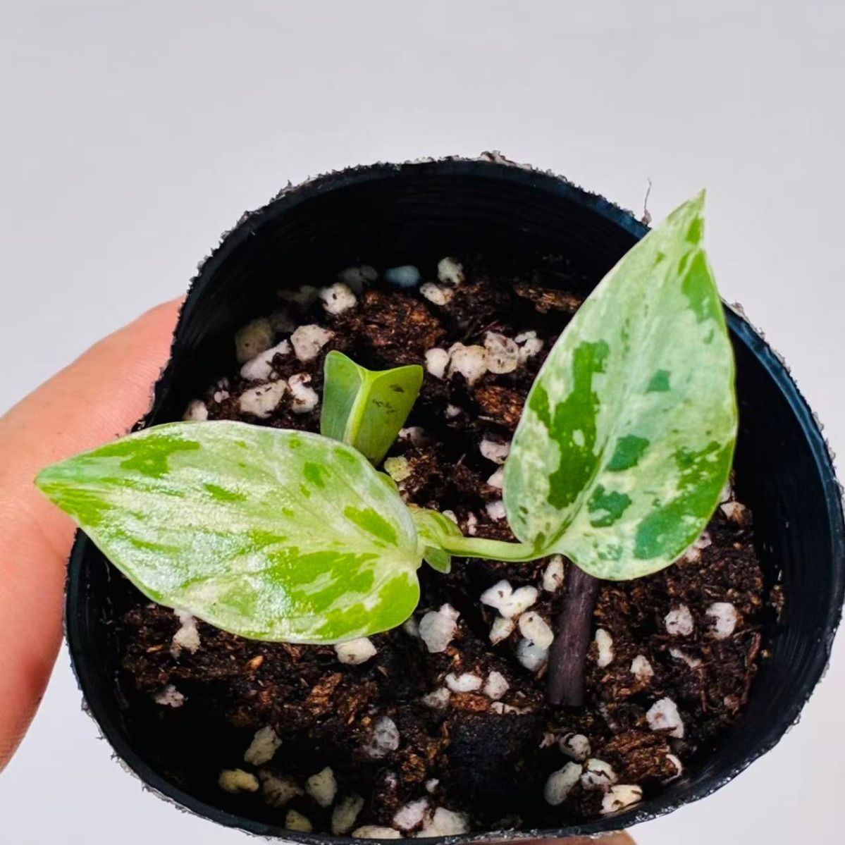 Monstera deliciosa “Bulbasaur” バルバソー/ベトシオーサ TC株・順化