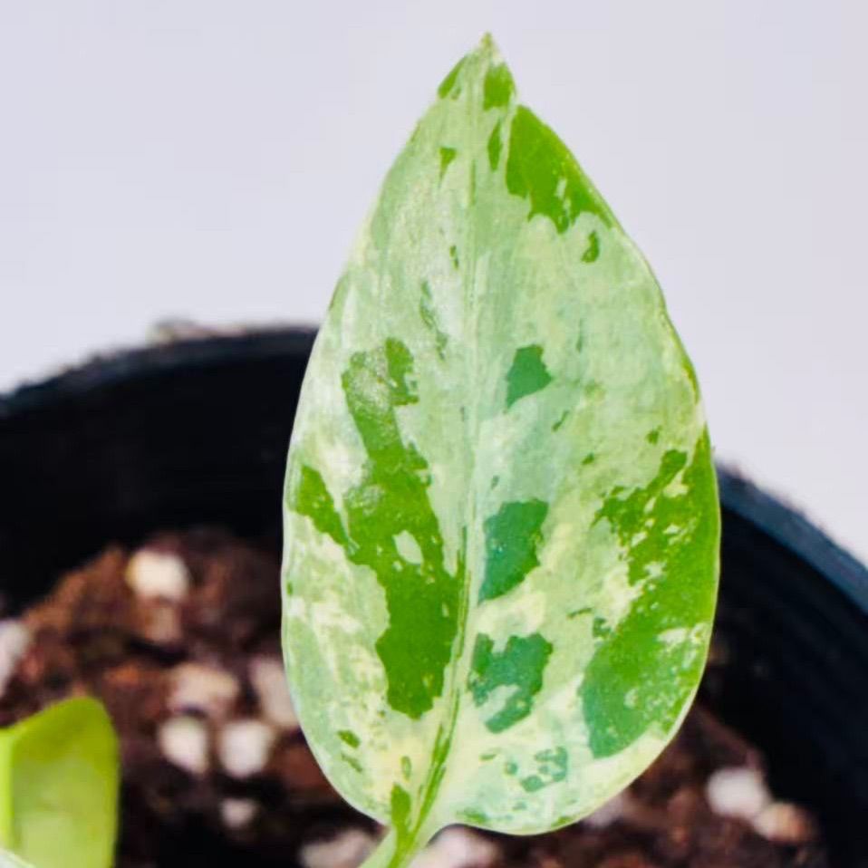Monstera deliciosa “Bulbasaur” バルバソー/ベトシオーサ TC株・順化