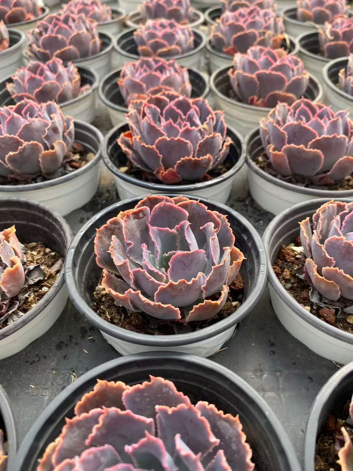 在庫処分 50株の抜き苗セット バンカ 多肉植物 佐川急便発送