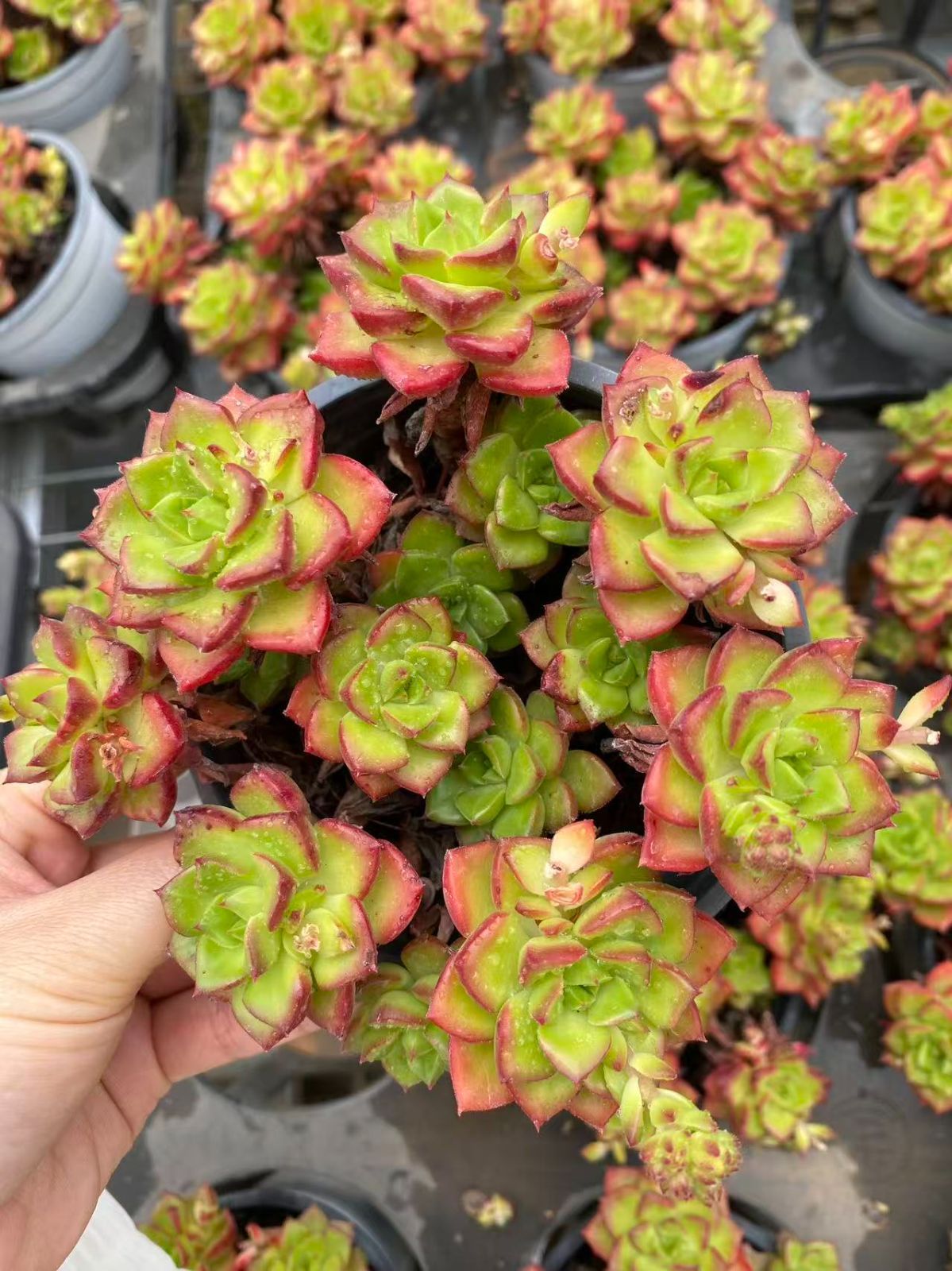 多肉植物 多肉植物のネットショップ ST Farm 佐川急便発送 新入荷 50株