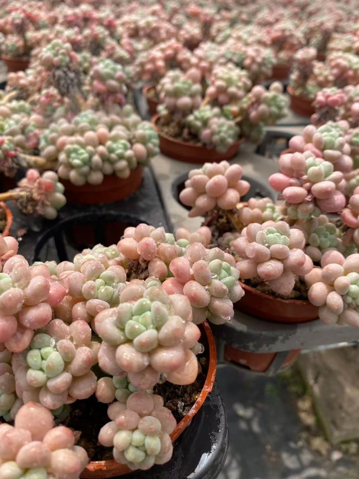 と*ん様 群生 ロココ W56×18鉢 抜き苗 多肉植物 エケベリア サボテン韓 在庫処分 18株の抜き苗セット ロココ 多肉植物 佐川急便発送
