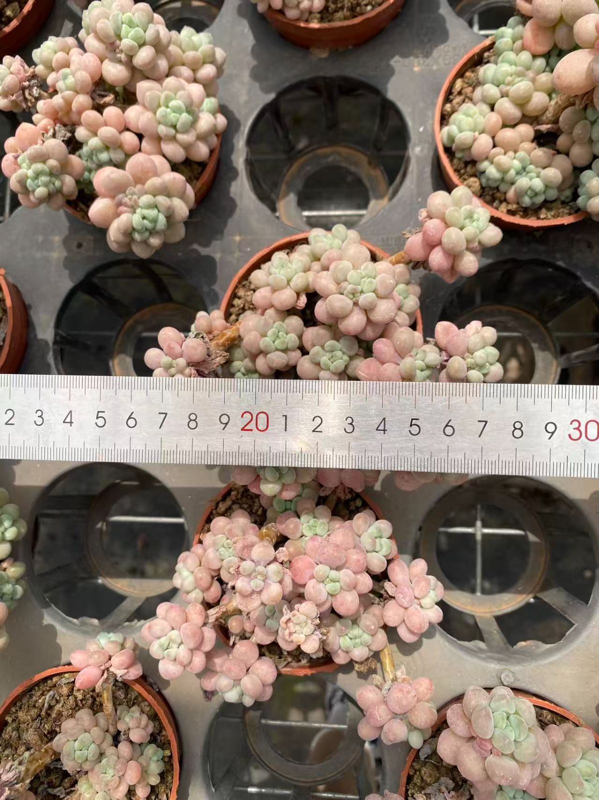 在庫処分 18株の抜き苗セット ロココ 多肉植物 佐川急便発送