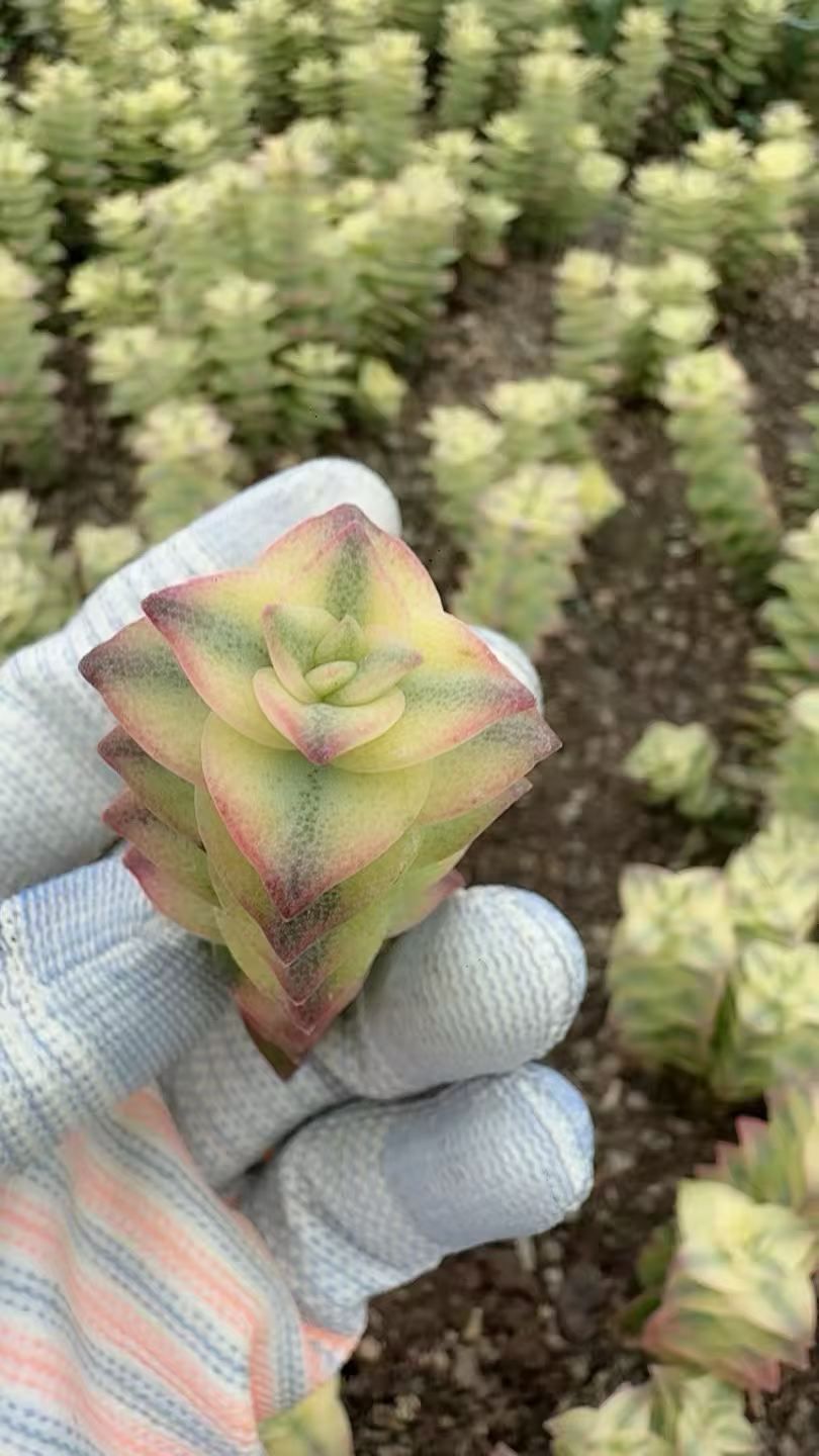 150苗のカット苗セット】星の乙女 多肉植物 佐川で発送 エケベリア 韓国