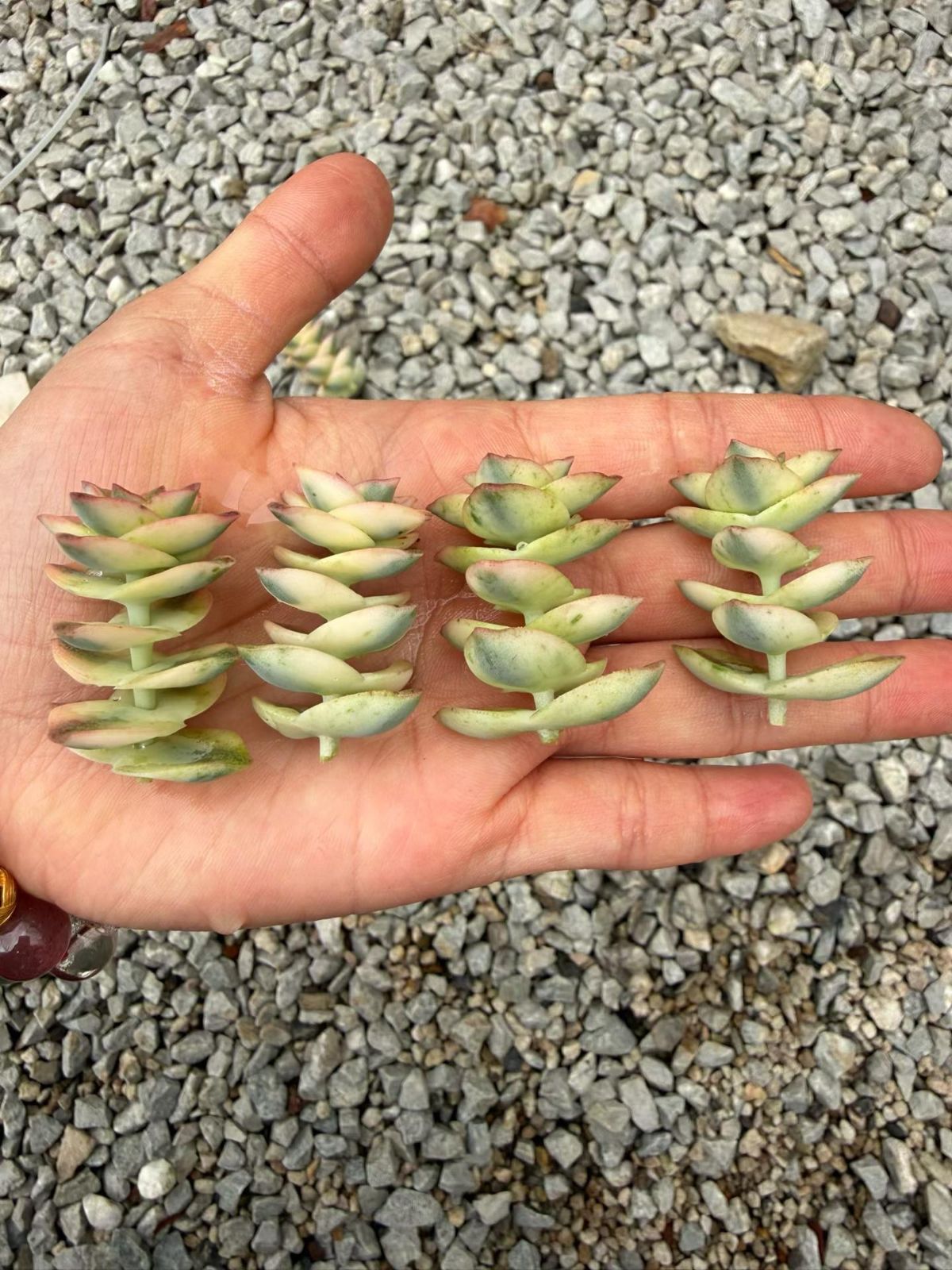 150苗のカット苗セット】星の乙女 多肉植物 佐川で発送 エケベリア 韓国