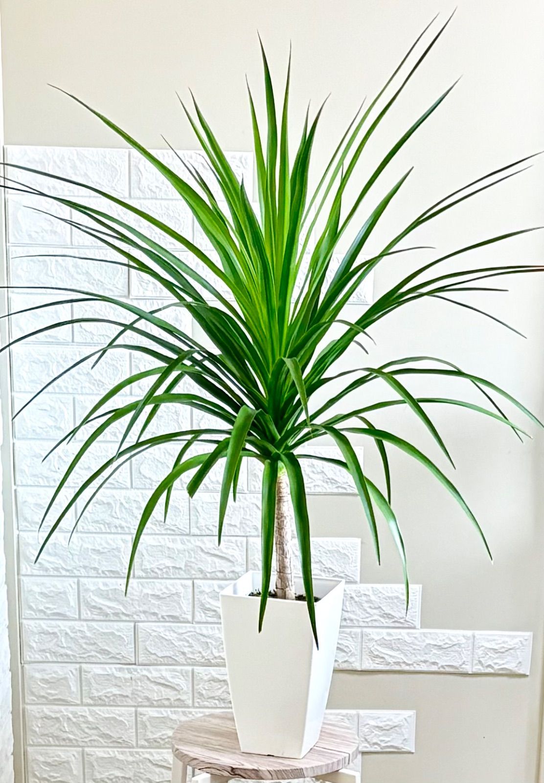 【現品】希少　ドラセナカンボジアーナ　リビングサイズ　観葉植物