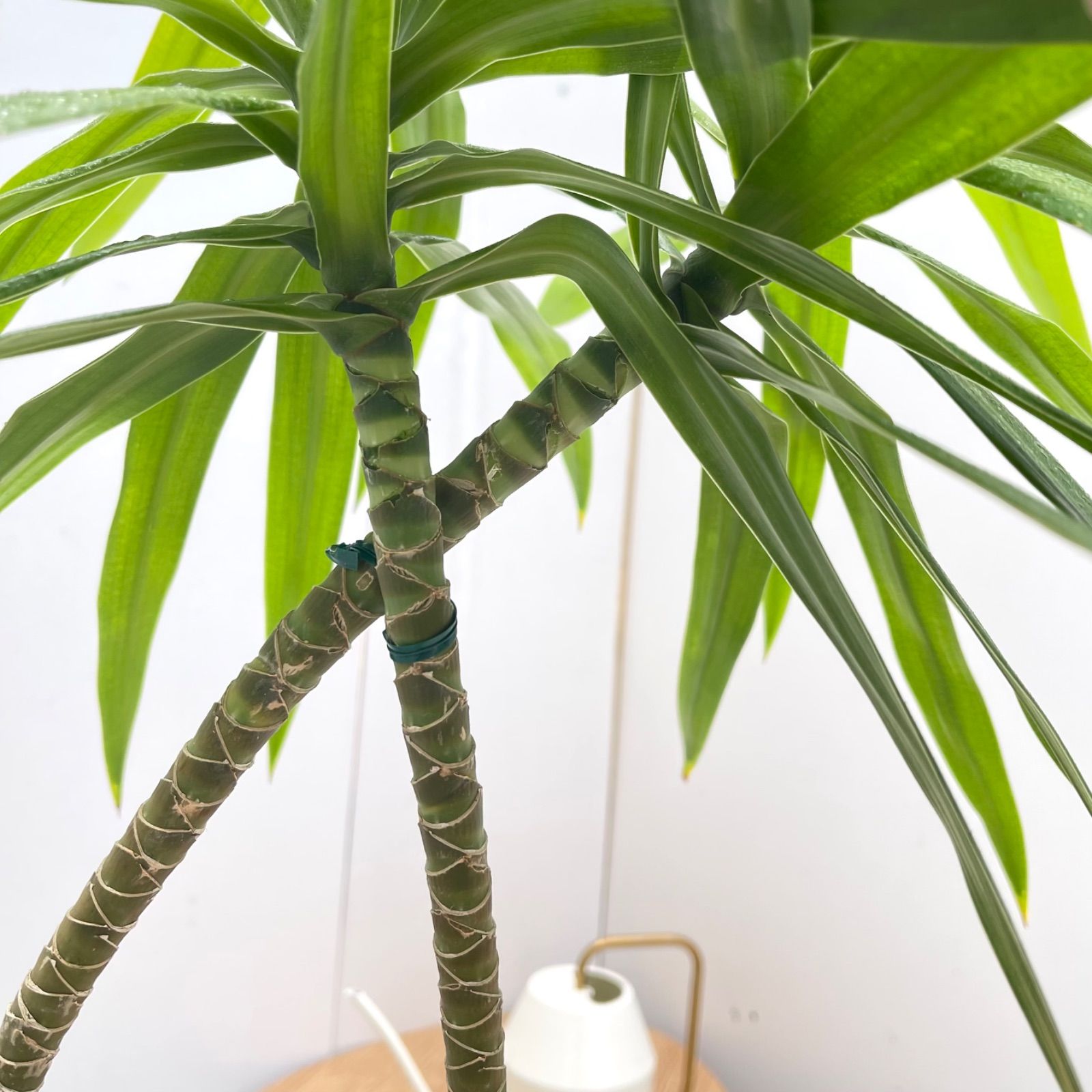 ドラセナ ナビー 34【現品】観葉植物 室内 6号 - メルカリ
