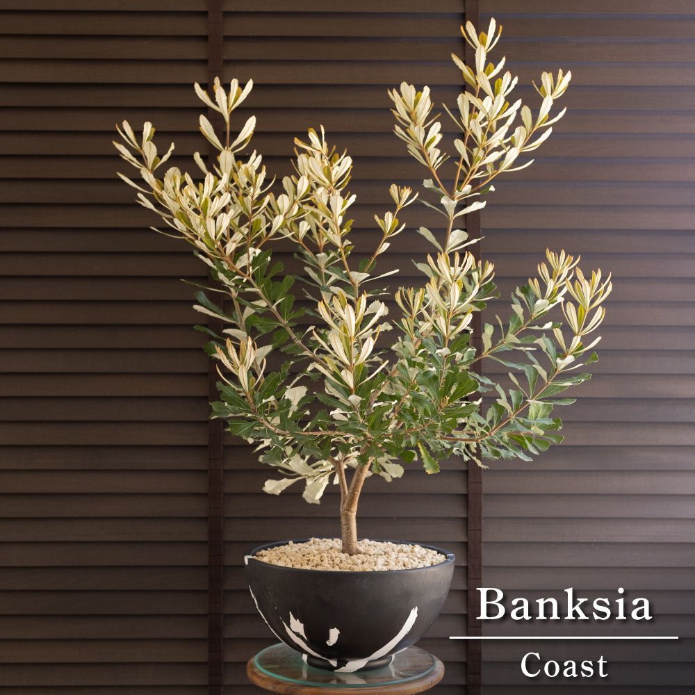 コースト バンクシア 11号 マーブル樹脂ポット Banksia Integrifolia オージープランツ 0525BW