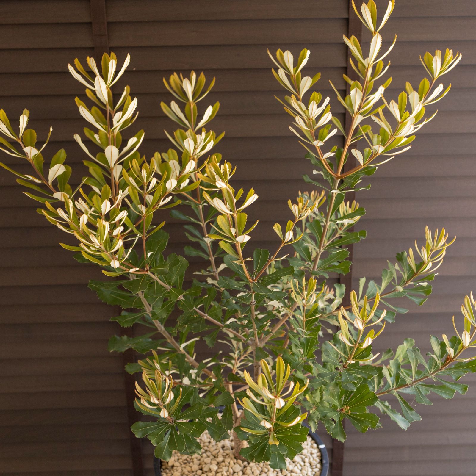 コースト バンクシア 11号 マーブル樹脂ポット Banksia Integrifolia