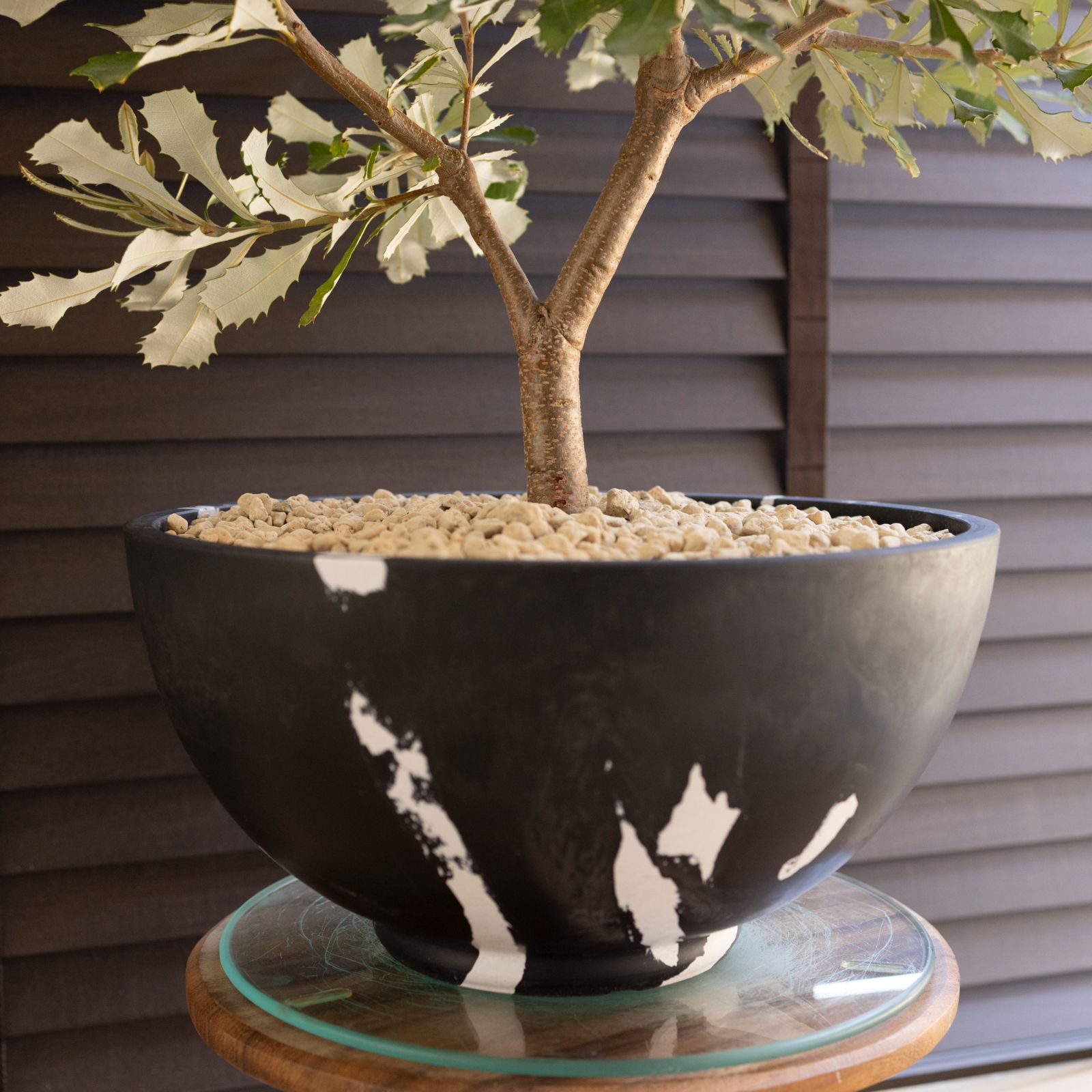 コースト バンクシア 11号 マーブル樹脂ポット Banksia Integrifolia