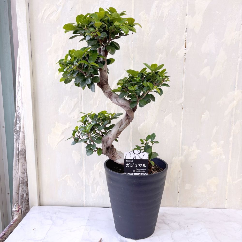 ①数量限定品‼︎ パンダガジュマルS字上り龍仕立て7号鉢 kopanda6193.jpg その他観葉植物