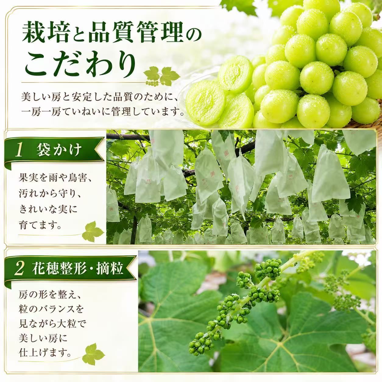 食品 メルカリ限定 シャインマスカット6〜11房5キロ 高級品質