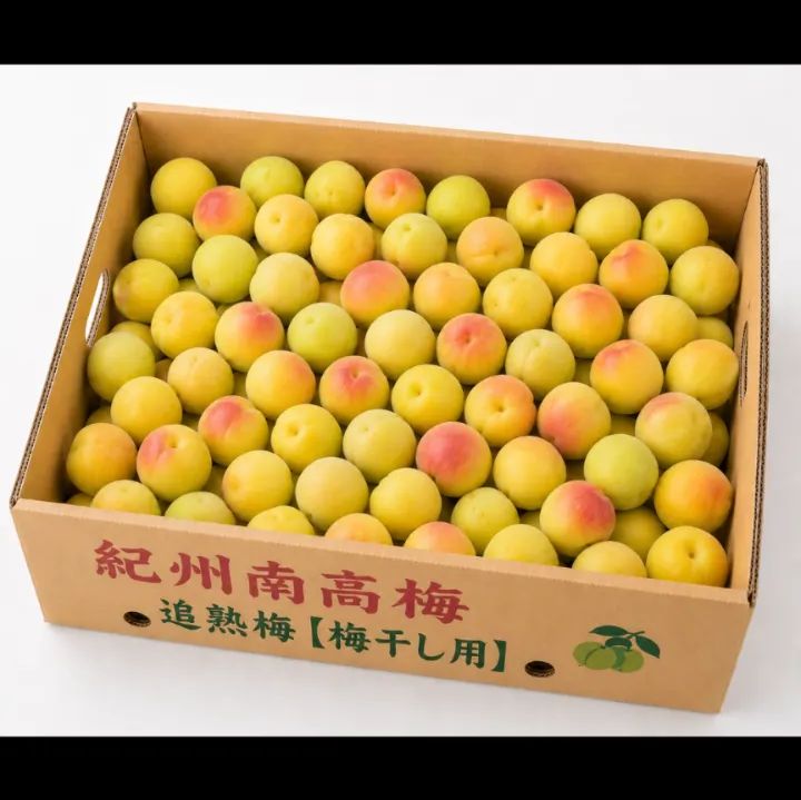【クール便発送!】 《追熟梅(梅干し用)》秀品A級3L5kg 【クール便発送!】 《追熟梅(梅干し用)》秀品A級3L5kg