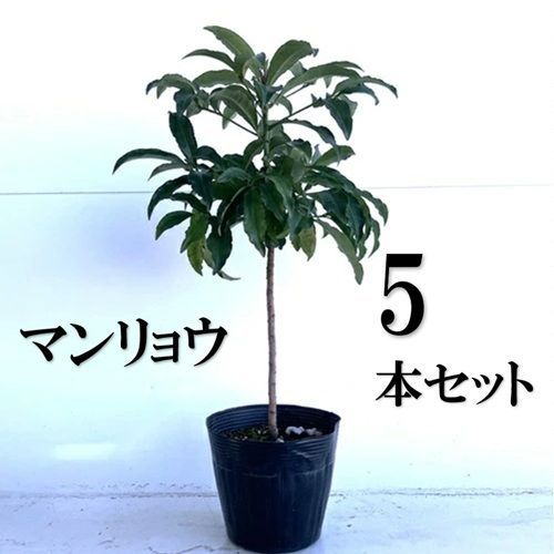 プルメリア-Plumeria ナエ Queen Kapiolani 当園産プルメリア】超希少