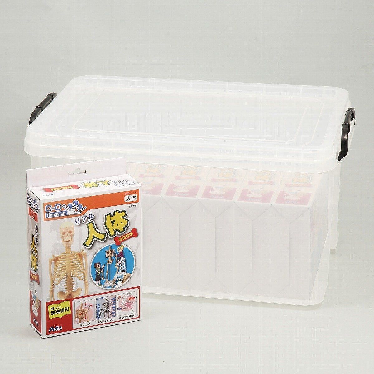 新品 アーテック リアル人体骨格模型8セット (ケース入) 92664
