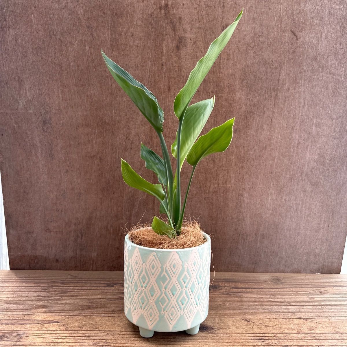 ストレリチア レギネ 薄グリーン陶器鉢 現品 Strelitzia reginae 
