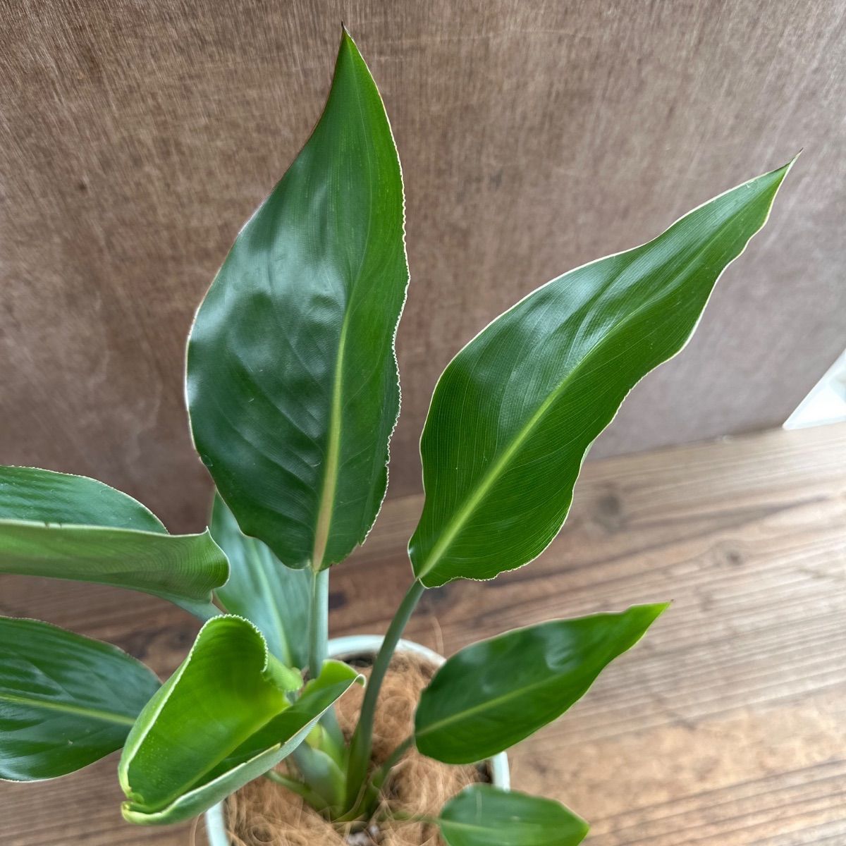 ストレリチア レギネ 薄グリーン陶器鉢 現品 Strelitzia reginae 