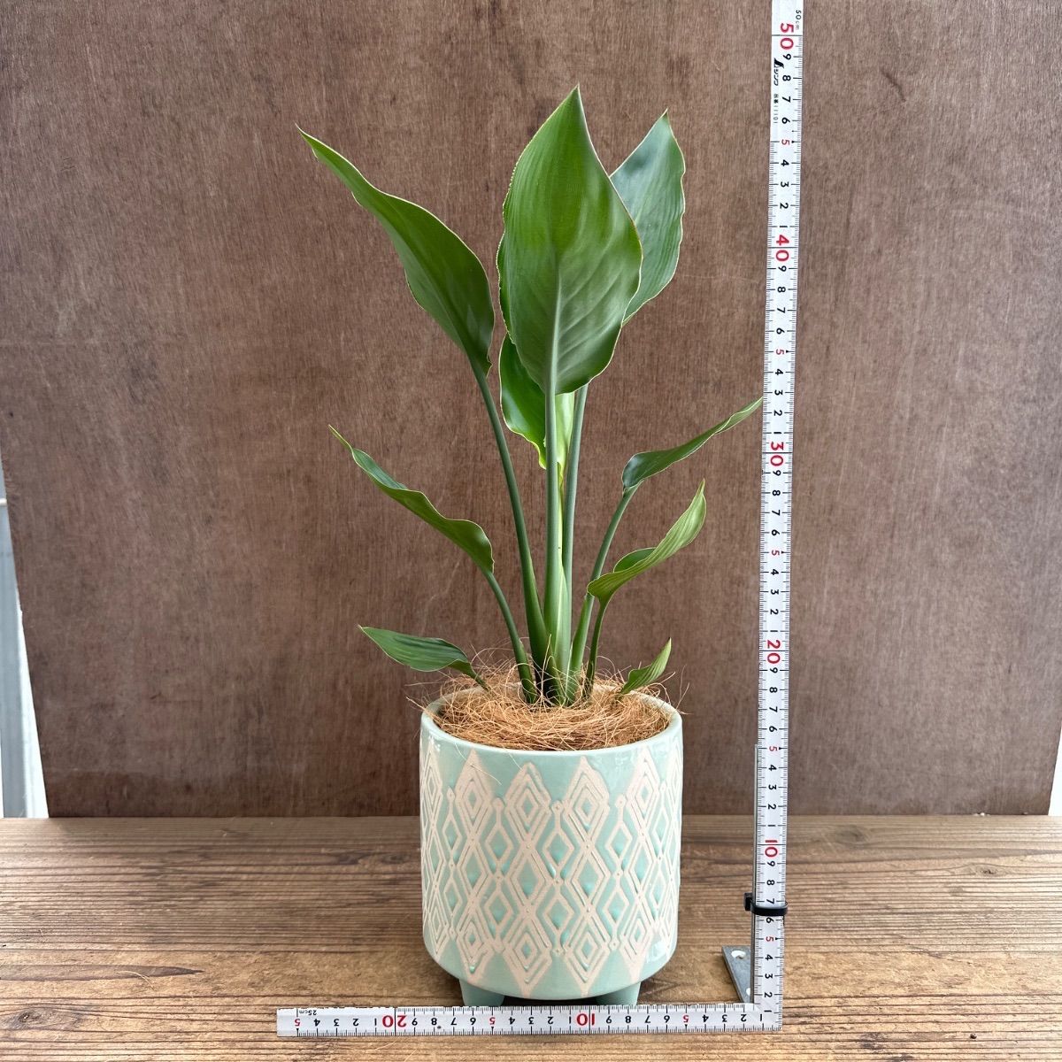 ストレリチア レギネ 薄グリーン陶器鉢 現品 Strelitzia reginae 