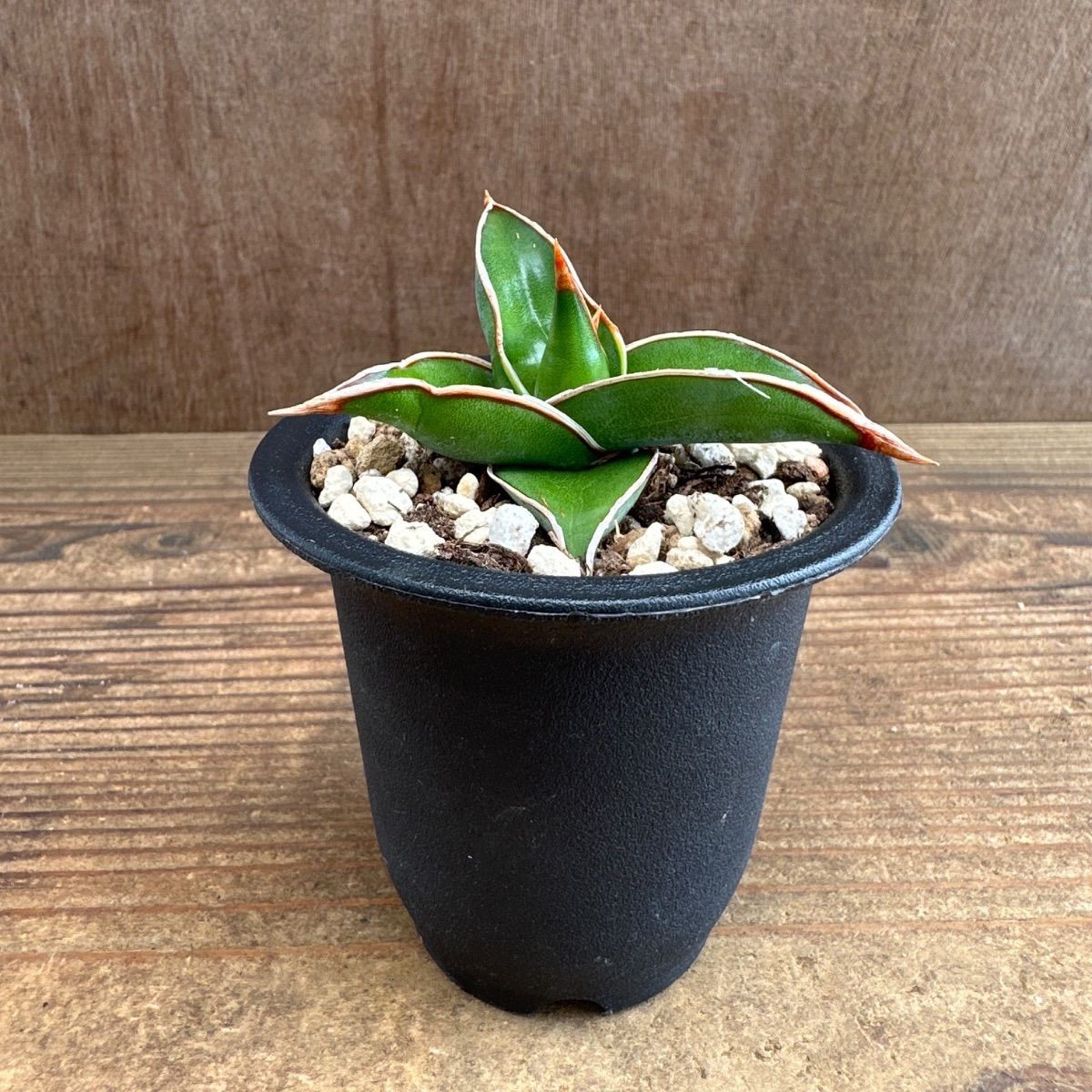 ☆サンセベリア ピングイキュラ ☆② Sansevieria pinguicula
