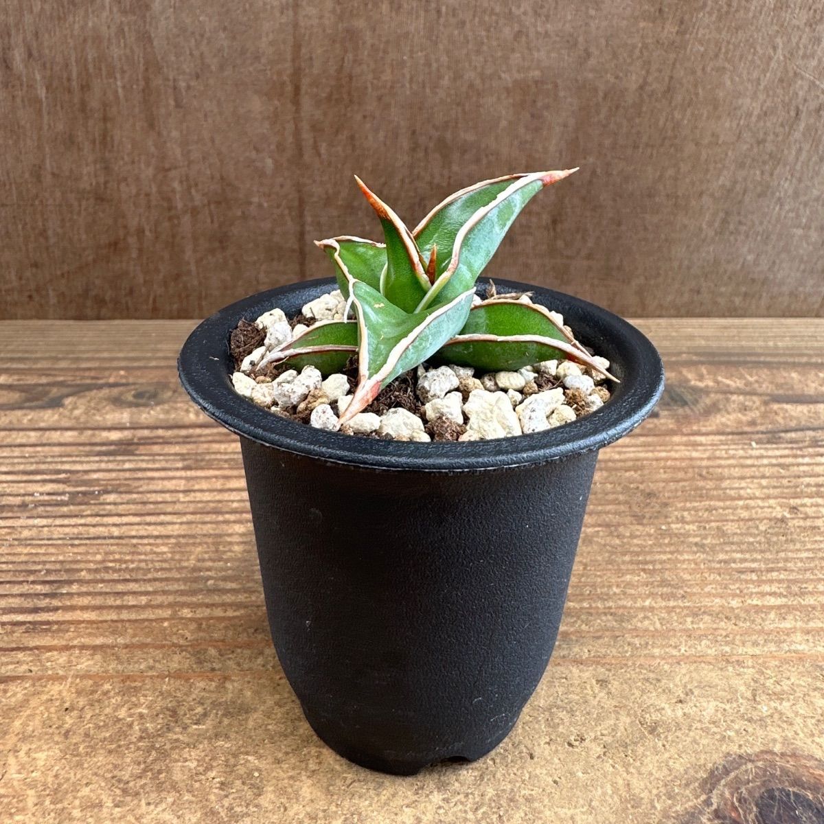 ☆サンセベリア ピングイキュラ ☆② Sansevieria pinguicula